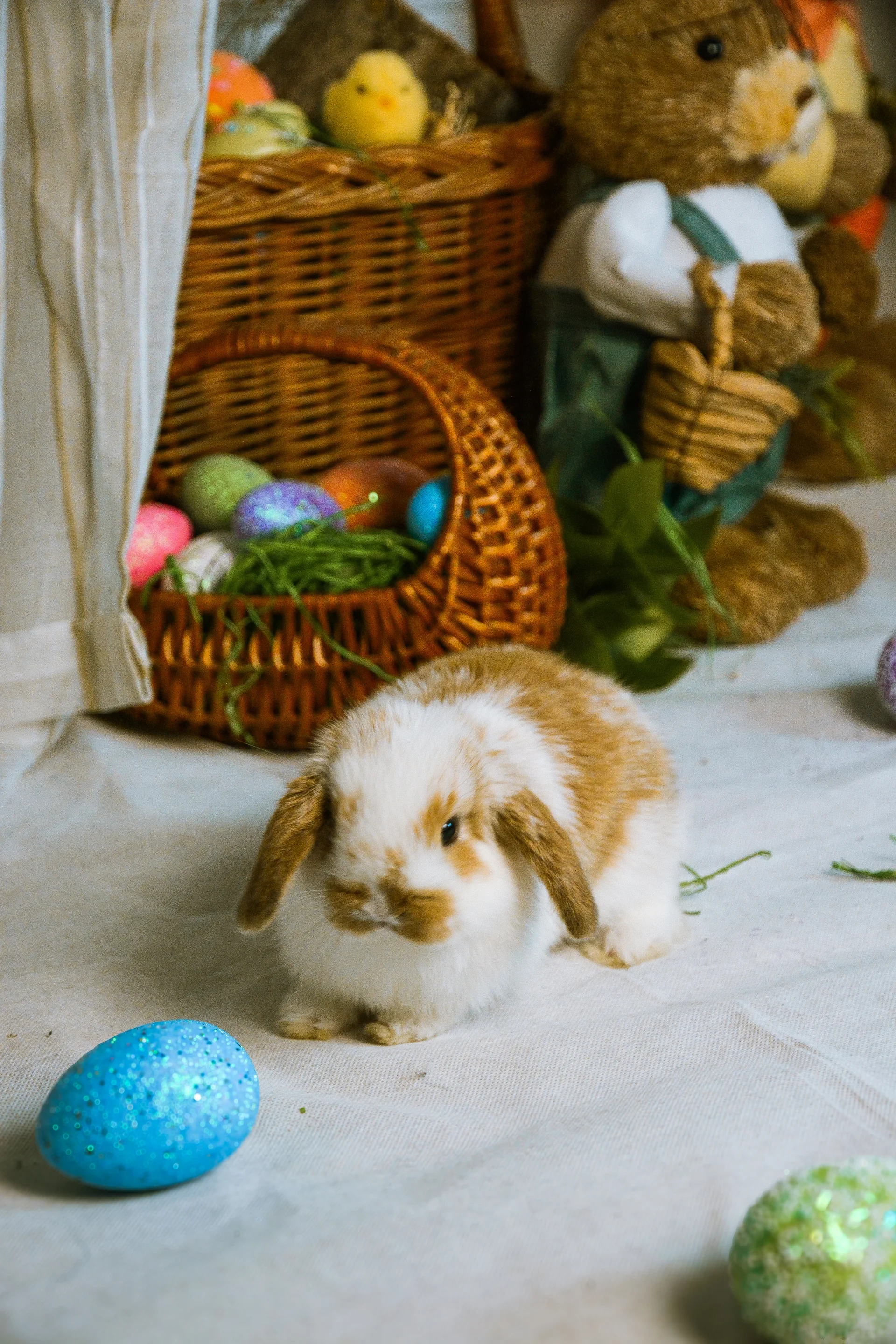 Pravi patuljasti ovnoliki zeka za uskršnje fotografisanje - Angelic Photo Pančevo